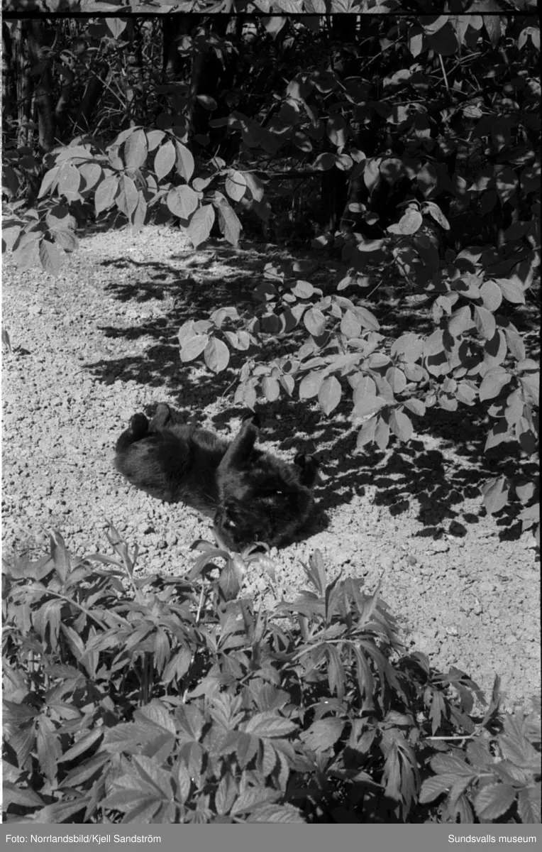 Katten Englund var en välbekant syn vid Sundsvalls centralstation under några år i slutet av 1950-talet. Den stora svarta hankatten hade på eget bevåg bosatt sig där och togs väl omhand av personalen på resgodset, utspisades i järnvägsrestaurangens kök och passade noggrant 16.55-tåget då strömmingslådorna anlände. Sitt namn fick katten av resgodspersonalen på grund av att de vid den tiden hade en kollega som hette Englund men som av någon anledning begåvas med smeknamnet "Katten".