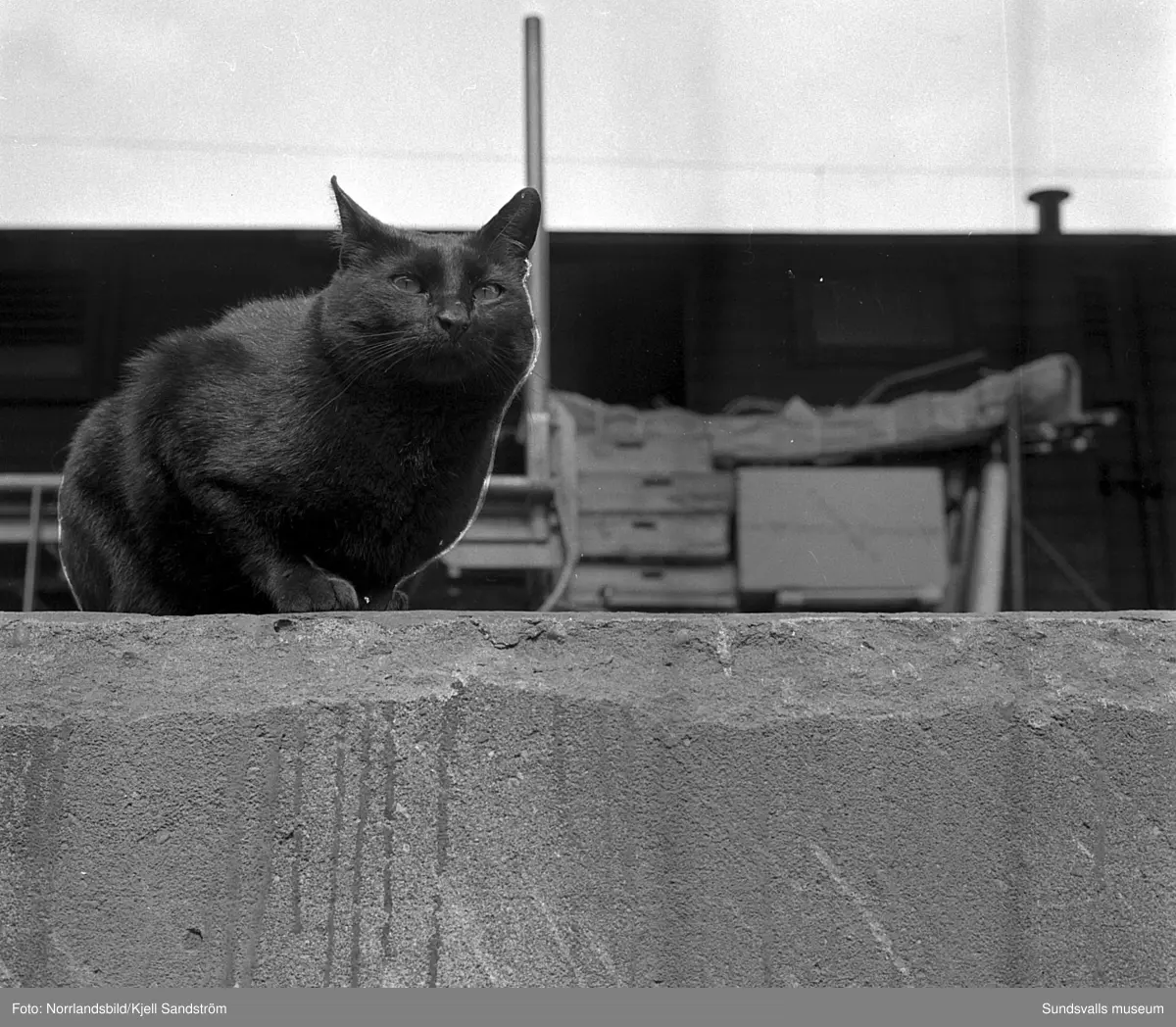 Katten Englund var en välbekant syn vid Sundsvalls centralstation under några år i slutet av 1950-talet. Den stora svarta hankatten hade på eget bevåg bosatt sig där och togs väl omhand av personalen på resgodset, utspisades i järnvägsrestaurangens kök och passade noggrant 16.55-tåget då strömmingslådorna anlände. Sitt namn fick katten av resgodspersonalen på grund av att de vid den tiden hade en kollega som hette Englund men som av någon anledning begåvas med smeknamnet "Katten".