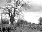 Den gamla Hovgårdens plats. Fädrev vid den rivna Hovgården i gamla  Hångers socken.