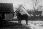 Häst vid en gård 1919
	Metallutfällning.