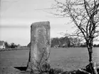 Runsten, Alarp efter restaureringen våren 1935. Runstenen återflyttad från Sörby gästgivaregård och rest vid Alarp 1935.