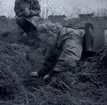 Dr. Ragnhild Boström och Ulf Erik Hagberg gör en arkeologisk undesökning i Kåreholm, juli 1962.