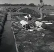 Margareta Beskow och Ulf Erik Hagberg vid Skedemosse, juli 1961.