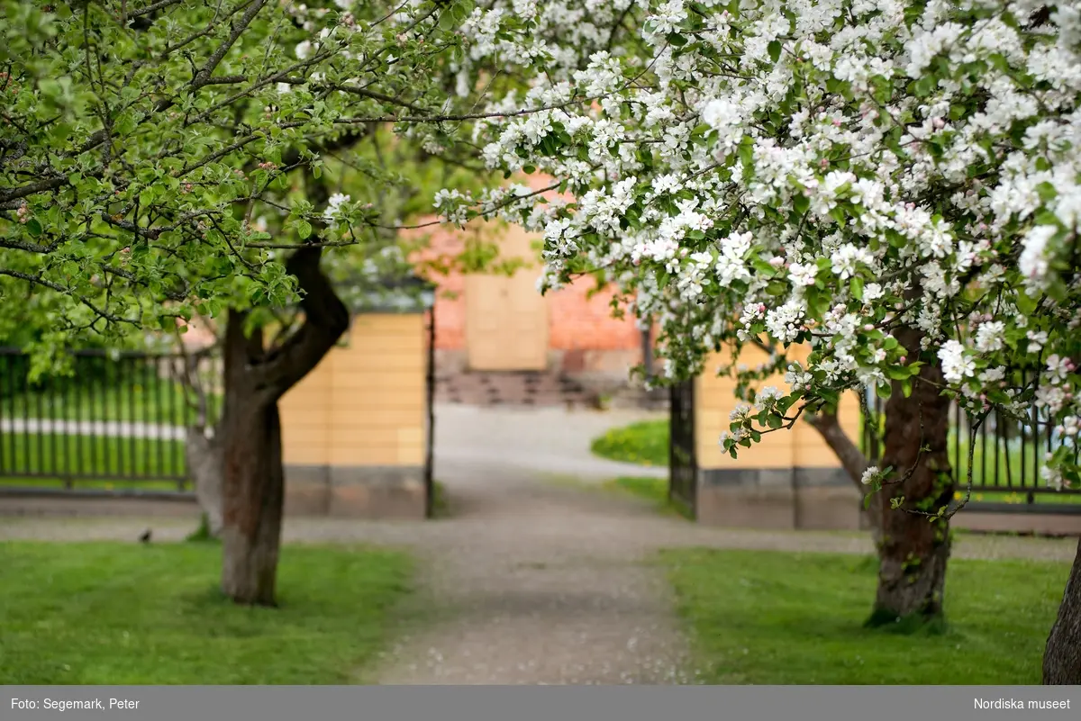 Svindersvik exteriöra bilder. Huset äppelträd, samt trädgårdsmästaren från Tyresö Antoine Berthelin.