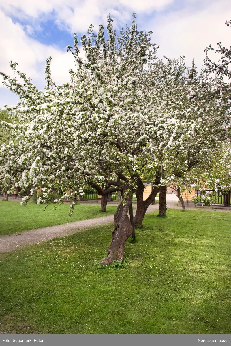 Svindersvik exteriöra bilder. Huset äppelträd, samt trädgårdsmästaren från Tyresö Antoine Berthelin.