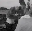 Utgrävning vid Skedemosse med Ulf Erik Hagberg och kung Gustaf VI Adolf.