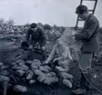 Arkeologisk utgrävning vid Törnbotten 14/10 1960.