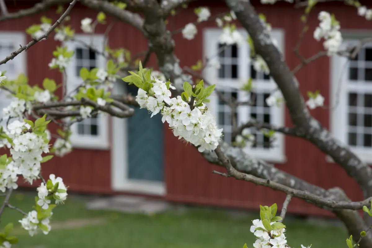 Tre i blomst foran rød bygning på Norsk Folkemuseum. 
