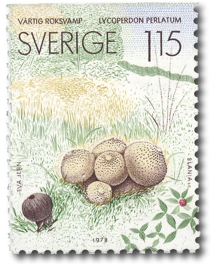 Vårtig röksvamp.