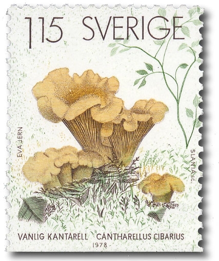 Vanlig kantarell.