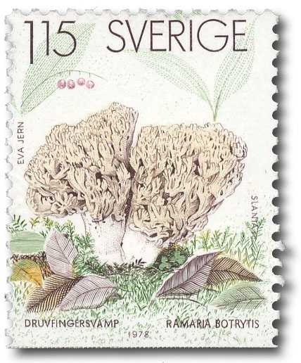Druvfingersvamp