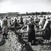 Resning av midsommarstången under hantverksmässan i Kalmar 1947.