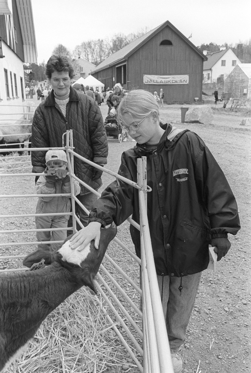 Jälladagarna - flicka klappar en kalv, Jälla Lantbruksskola, Uppland 1996