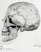 Grav 21. Kranium sett från sidan.