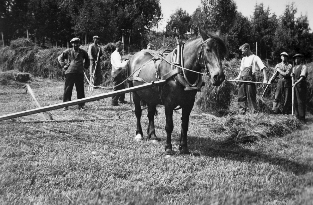 Horne gård, Ilseng, slåttonn, høyhenging på hesjer, Tajetløkka 1930-årene, hest med rive, hesteredskap, f.v. Olaf Grønvolden, Mathias Nordal, Nikolai Syverinsen, Anne Nordal, Even Holmen.