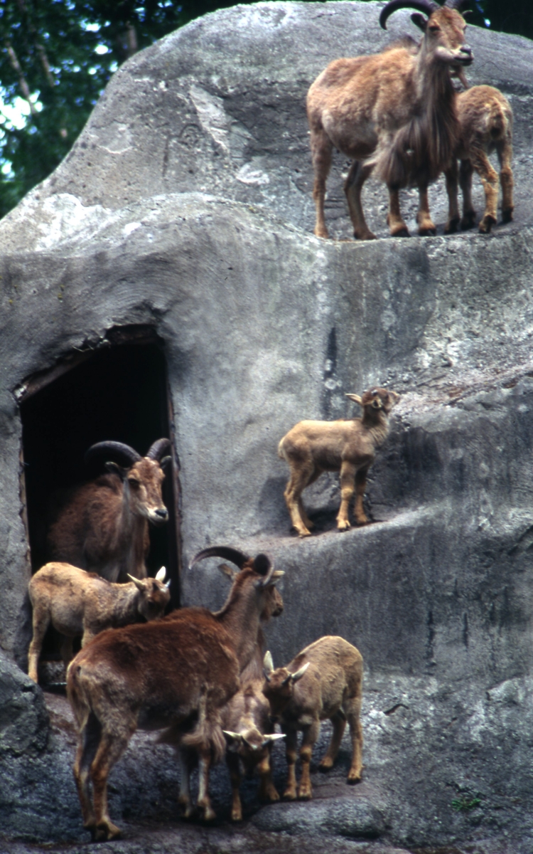 Bergsgetter på Ölands djurpark.