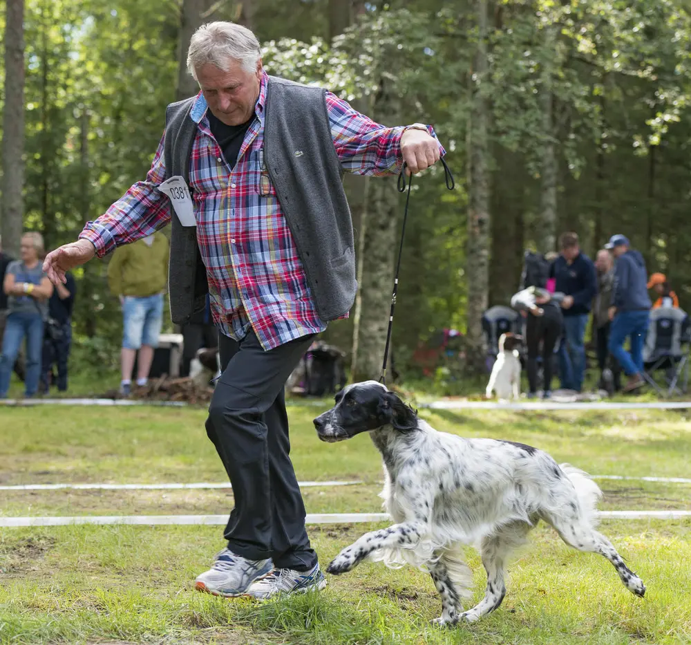 Hund og eier løper i ring på hundeutstilling. Engelsksetter