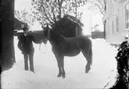 Häst till slakt från Fälön, Börstils socken, Östhammar, Uppland 1914