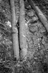 Stange, Tangen, Stokkebåt funnet på Kongsparten av Bjarne En