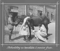 Behandling av benskada på vänster framben Svenska Röda Stjärnans veterinärambulans i Finland 1918.