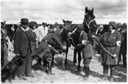 Hästsjukvårdare från Röda Stjärnan i uniform undersöker hästar på möte på Rommehed 1939.