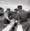 Byggnadsarbete vid Gärdslösa badplats, 3/6 1957.