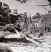 Landskapsmotiv från Trollskogen i Böda.