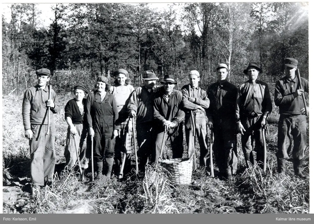 Potatishackare på Långa lyckan, Misterhults gård. Från vänster: 1) arrendator Helge Johansson 2) Ester Karlsson 3) Margit Karlsson 4) Edit Pettersson 5) Karl Källman 6) Harry Svensson 7) Lars Sand 8) Tore Svensson 9) Axel Karlsson och 10) Gunnar Svensson.