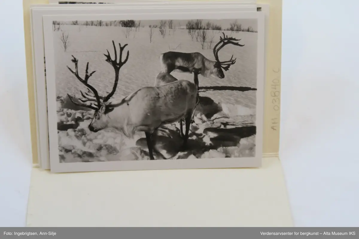 Tre ulike bildesamlinger fra Nord-Norge.
Gjenstand A: 20 fotografiske kopier i sort-hvitt fra strekningen Lyngen-Kirkenes. Det er bilder av både gjestgiveri(som var en del av A/S Nord-Norsk Hotelldrift) og landskap. 
Gjenstand B: 10 fotografiske kort i farger som henger sammen som en remse med perforering mellom hvert av kortene. Bildene viser utvalgte motiv fra hele Nord-Norge fra Svartisen i sør til Nordkapp.
Gjenstand C: En konvolutt med 10 fotokopier i sort-hvitt av motiver fra strekningen Alta-Kautokeino. Ni av motivene er tatt om vinteren og viser reindrift om vinteren i strålende sol.
