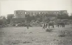 Borgholms slottsruin med betande hästar i förgrunden.