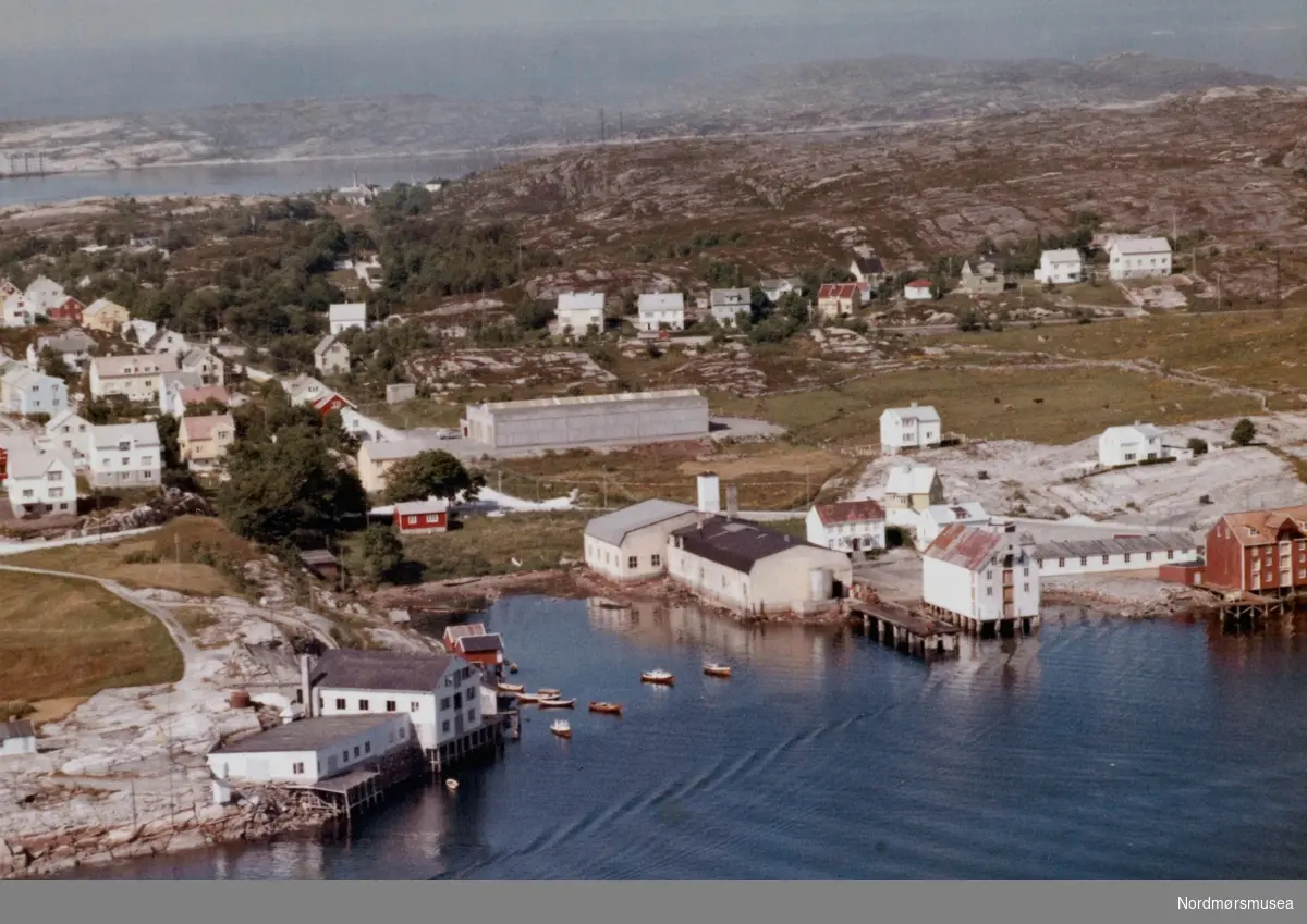 Algea-innovasjoner: 

Øyvin Dall-Larsen har skrevet kristiansundsfirmaet Algeas historie 1937-2017, til 80-års jubileet. Her beskriver han også en del forsknings- og utviklingsaktiviteter som det er vel verdt å se nærmere på.

Tang- og tareindustrien ble gjerne etablert i gamle sildoljeanlegg og tørking foregikk både på berg og på hjeller, etter mønster fra klippfisk og tørrfiskproduksjon. Slik ble den nye industrien bygd på teknologi og anlegg med dype røtter i kristiansunds tradisjonelle næringsliv.  Når vanninnholdet var lavt nok, kunne algene males til mel. Etter bybrannen i 1940 kjøpte Algea 600 tonn ødelagt (brent og brannskadd) klippfisk for oppmaling etter at proteinene var løst ut med kjemikalier. Dette ble 19,5 tonn proteinpulver.
Rekeskall fra byens hermetikkindustri ble også tørket og malt. Tangstilker ble utprøvd som byggemateriale i porøs sement, i en slags Leca-blokker. 
Fabrikken utviklet et gel-dannende natriumalginat som under navnet Algonat ble brukt som marmeladefortykker. (OW)



Flyfoto fra Nordlandet i Kristiansund, med Omagata 45 sentralt i motivet. Bildet er datert 11. juli 1962.  - Brygga til venstre tilhørte Arvid Kjørsvik, den neste Algea,  den hvite Gunnar Todal og den røde Meier Brevik. (Informant: Kjell Brevik.)





. Gata ned til Algeafabrikken fikk for få år siden navnet Algeaveien. Fra Nordmøre Museums fotosamling