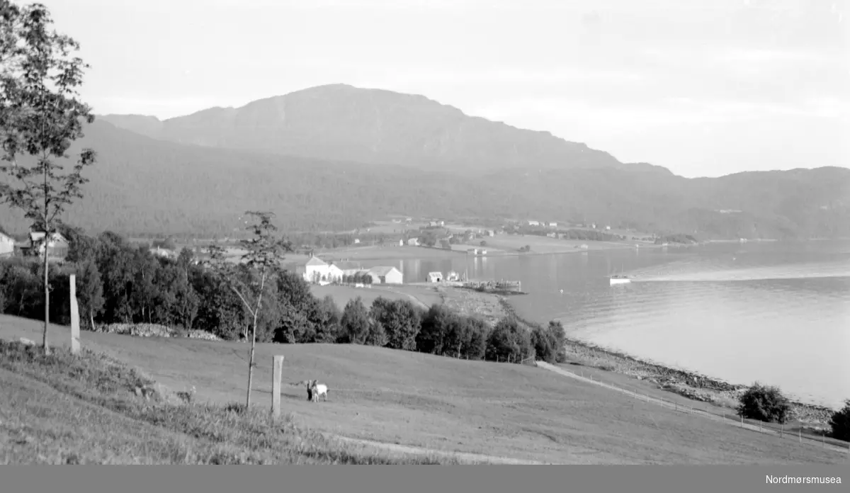 Halsanaustan, med Blåfjellet/Saksa (Info: Lars Brubæk) 
beitemark og
 sjølinje . 
Fra Nordmøre Museums fotosamlinger.