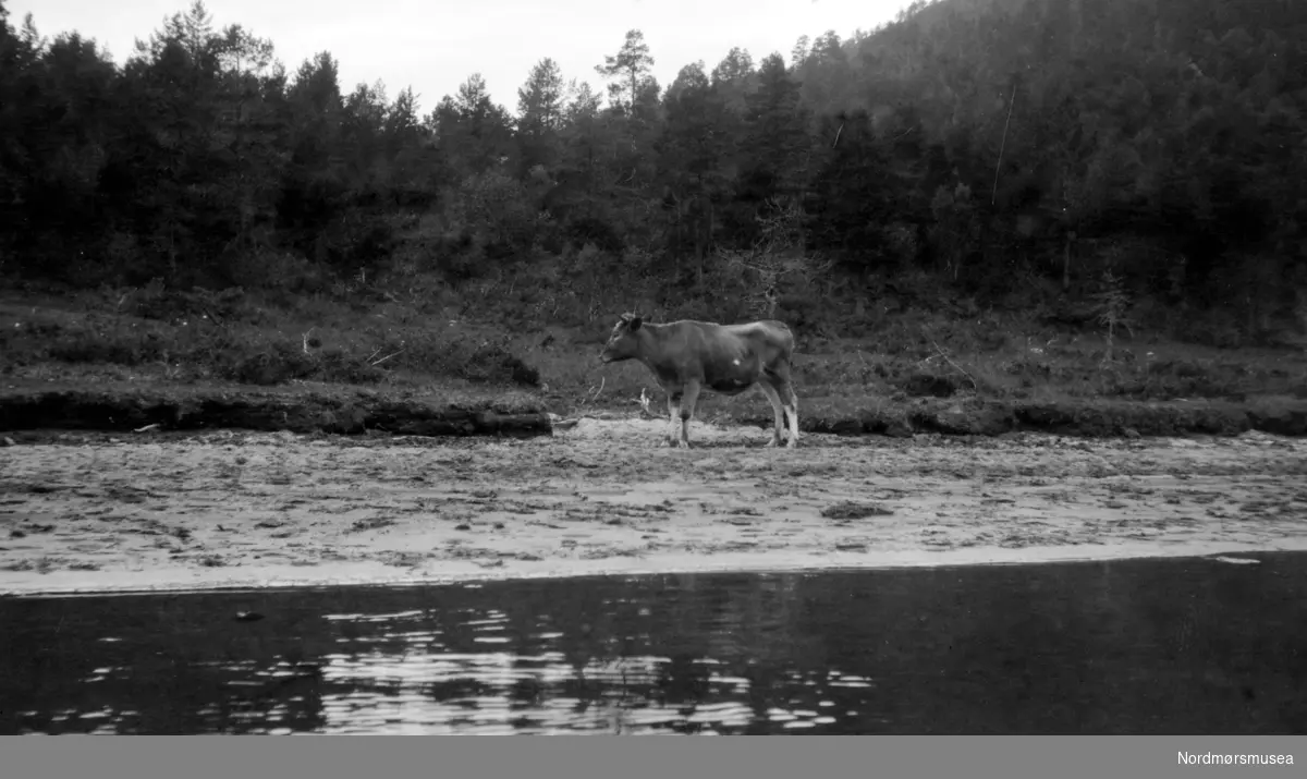 Foto av en ku eller okse i strandkanten. Bildet er trolig tatt i Møre og Romsdal. Fra Nordmøre museums fotosamlinger. /Reg:EFR2013/



