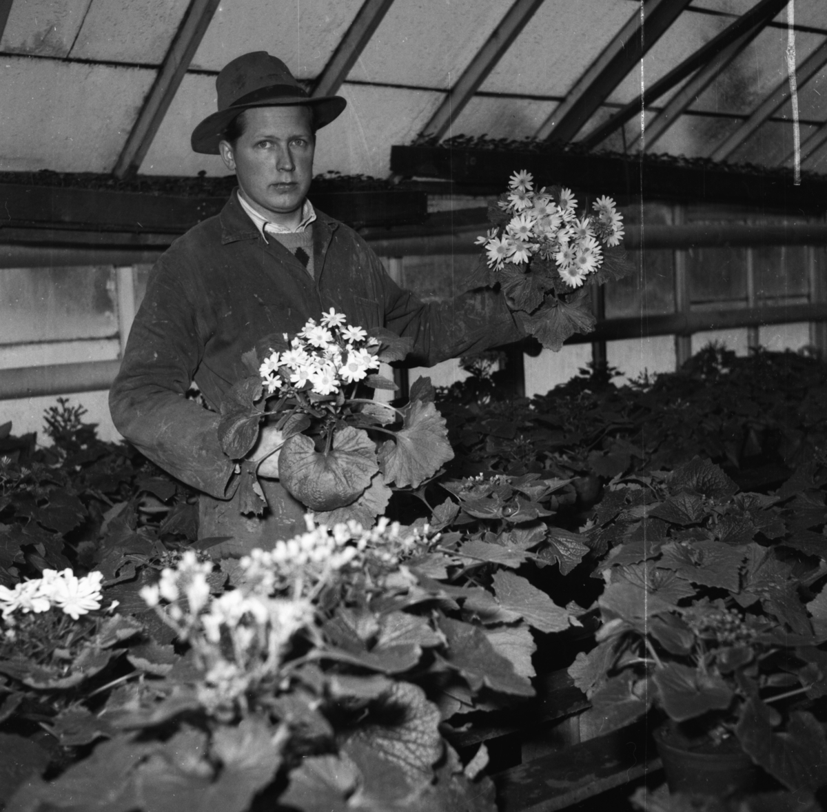Vardens arkiv. "Besøk i Gartneriet til Dalene, Porsgrunn"  17.02.1954