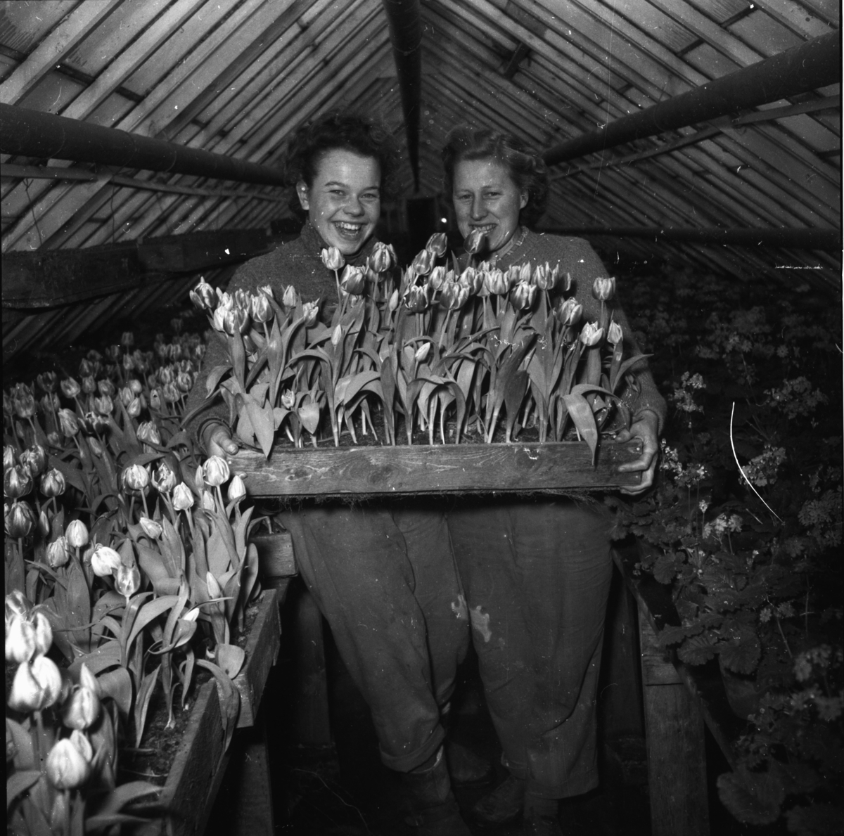 Vardens arkiv. "Besøk i Gartneriet til Dalene, Porsgrunn"  17.02.1954