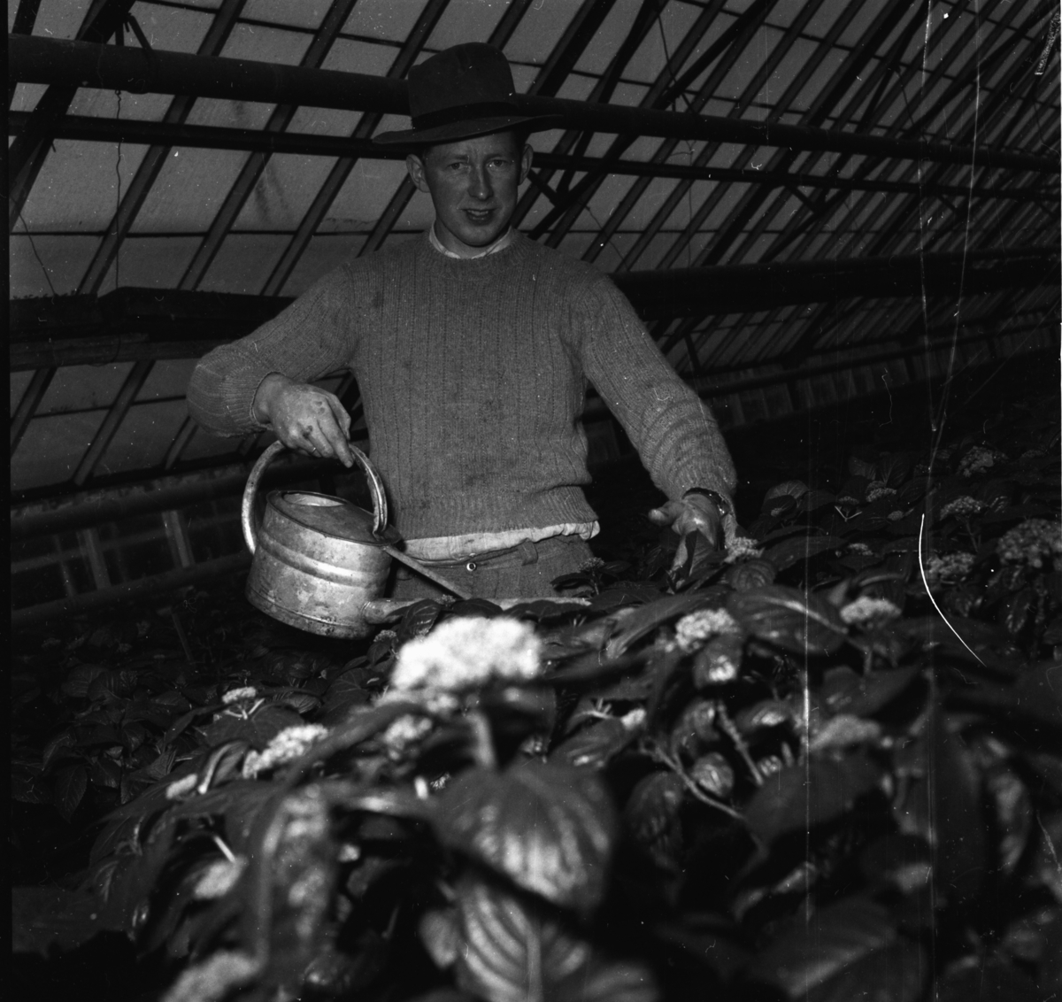 Vardens arkiv. "Besøk i Gartneriet til Dalene, Porsgrunn"  17.02.1954