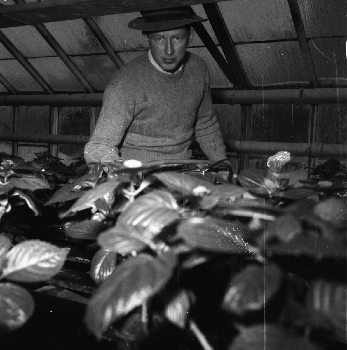 Vardens arkiv. "Besøk i Gartneriet til Dalene, Porsgrunn"  17.02.1954