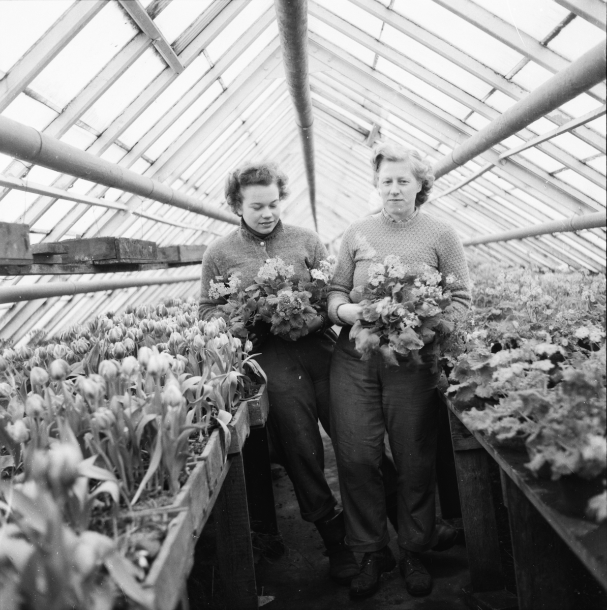 Vardens arkiv. "Besøk i Gartneriet til Dalene, Porsgrunn"  17.02.1954