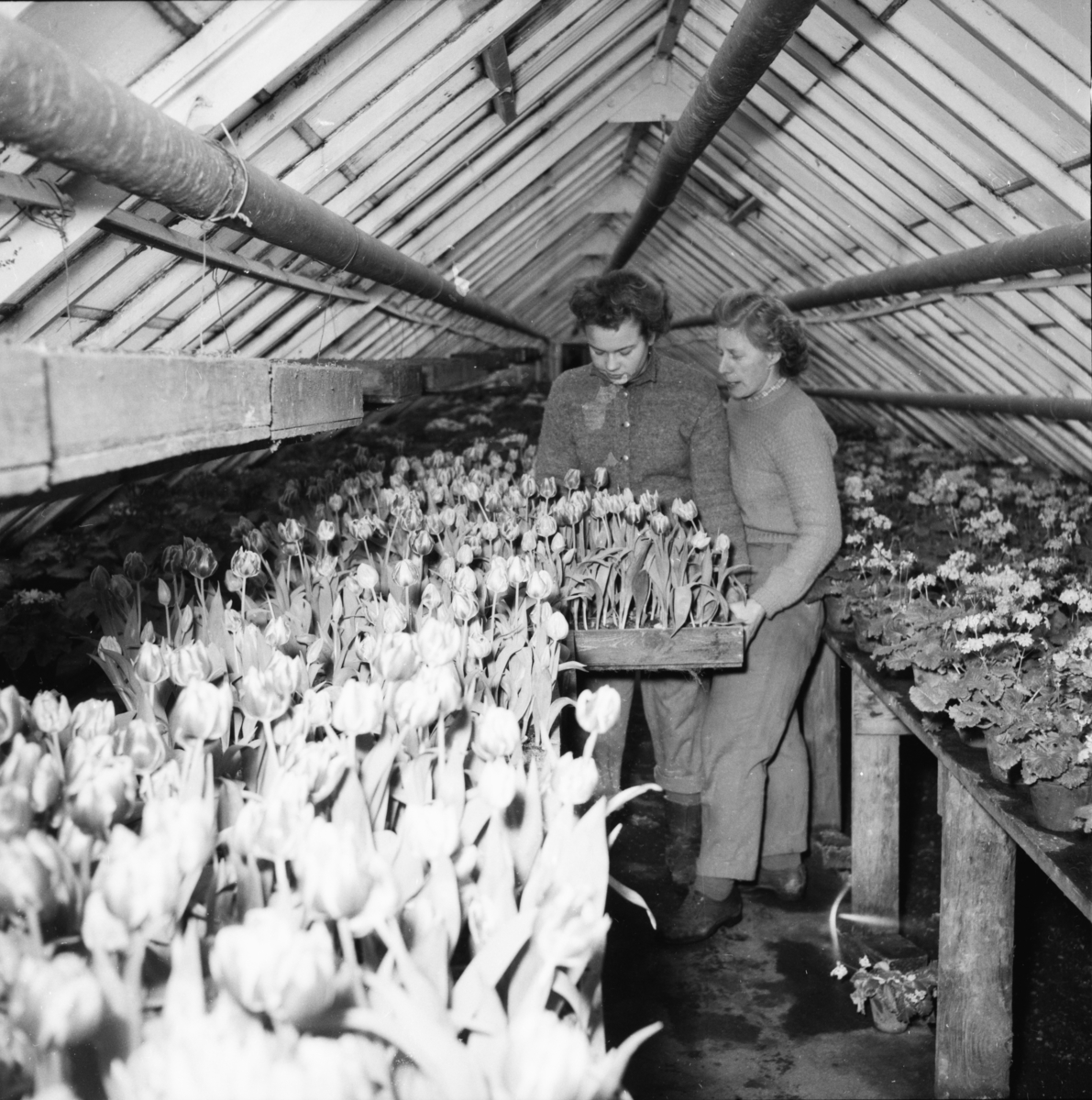 Vardens arkiv. "Besøk i Gartneriet til Dalene, Porsgrunn"  17.02.1954