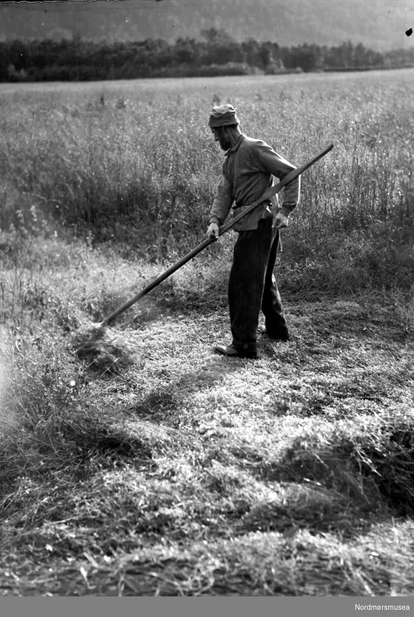 Foto fra ljåslått i Innerdalen i Sunndal kommune. Datering er ukjent, men trolig omkring 1950 til 1960. Fra Nordmøre museums fotosamlinger.



