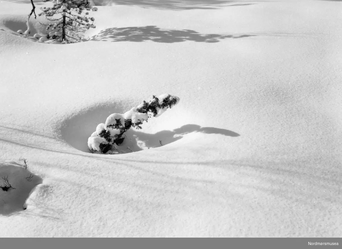 Snødekte trær. Ukjent hvor, men kan muligens være fra Sunndal kommune. Datering er ikke kjent, men kan muligens være fra tiden omkring 1930 til 1960. Fra Nordmøre museums fotosamlinger.
