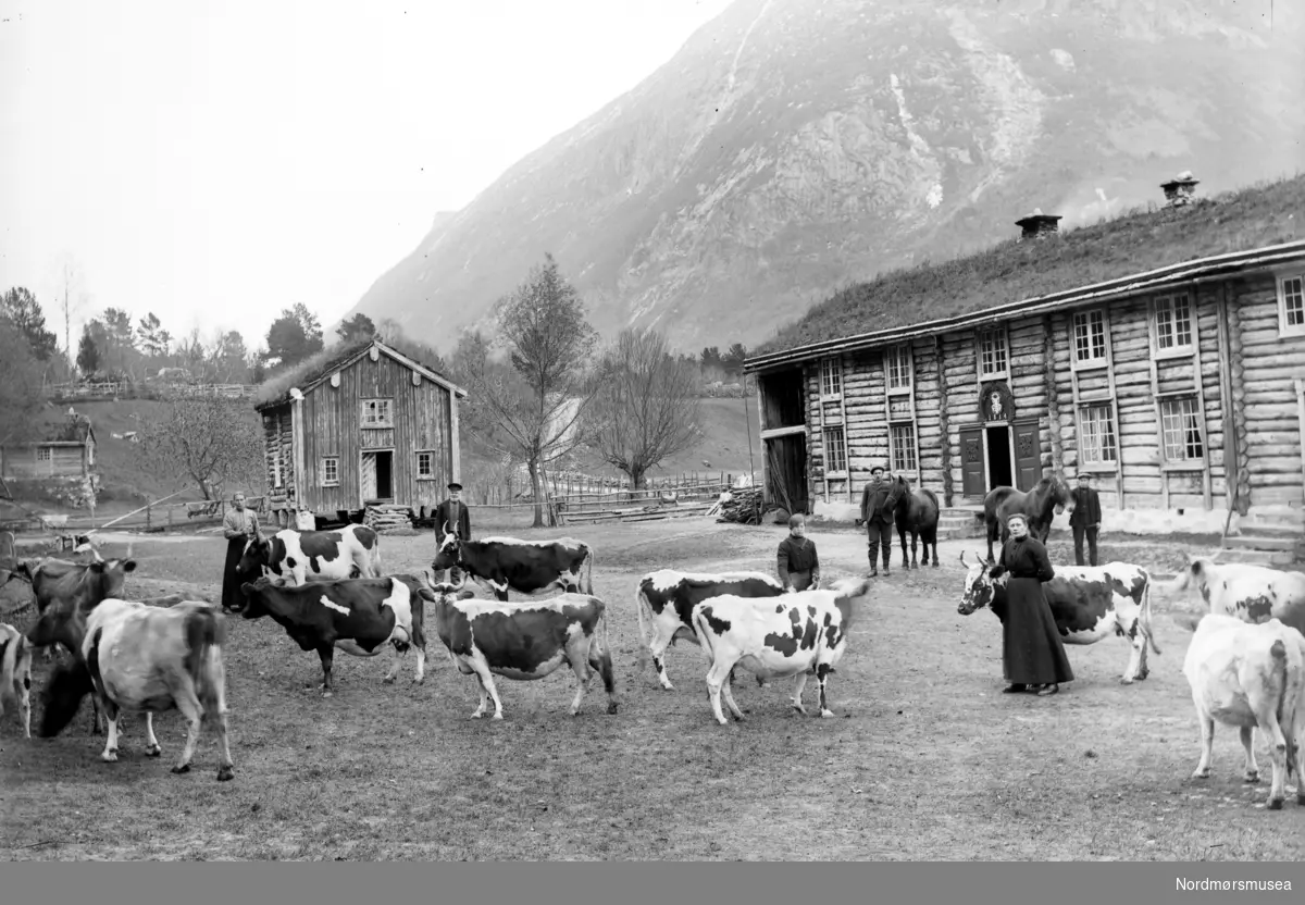 Gård i  Sunndal kommune. Her ser vi en flokk krøtter på tunet og et våningshus med et flott inngangsparti. -  Dette er nok ikke Vennevold i Sunndal. (Gnr 42). Der bor jeg -og  slik ser omgivelsene her ikke ut. Info: Lars Olav Melkild -- 
Se også reg. nr. KMb-1943-000.0506. Bildet er fra Nordmøre Museums fotosamlinger.