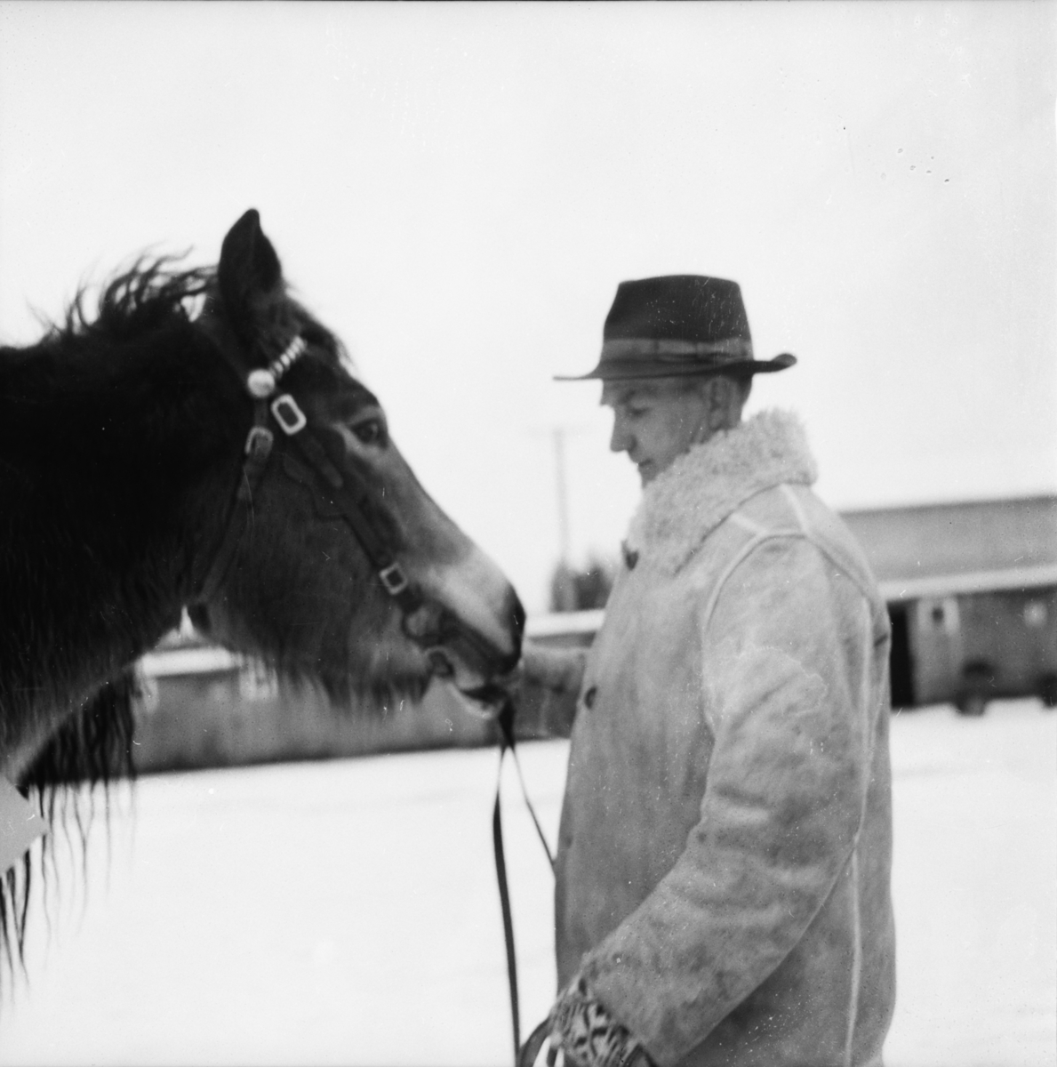 Vardens arkiv. "Hestesjå på Klosterskogen"  21.01.1954