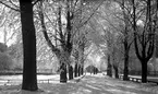 Vinter i allén längs med Västra Kanalgatan.