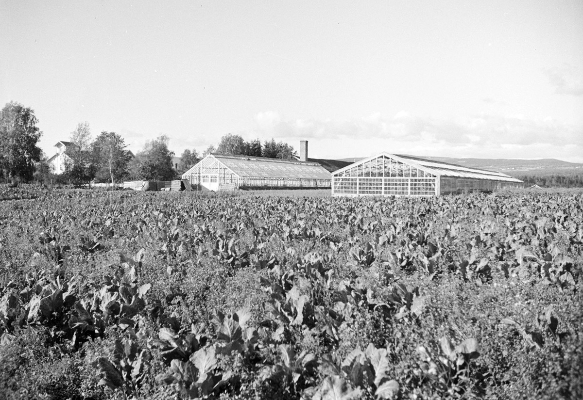 Imerslund, store, Vang H. Gartneri, drivhus.