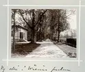 Bildserie tagen av August Malmborg (1875-1895), son till landshövding Adolf Malmborg, ägare till Våxnäs herrgård, och hans maka Julia, född Åkerhielm. Bilderna är tagna från tidigt 1890-tal fram till 1895 med bildtexten skriven av modern: Vy allé i Wåxnäs parken.