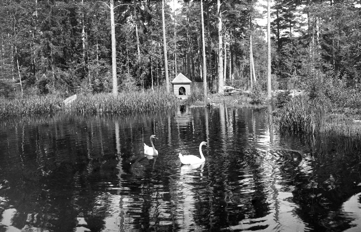 Mariebergsskogens norra fågeldamm år 1930.