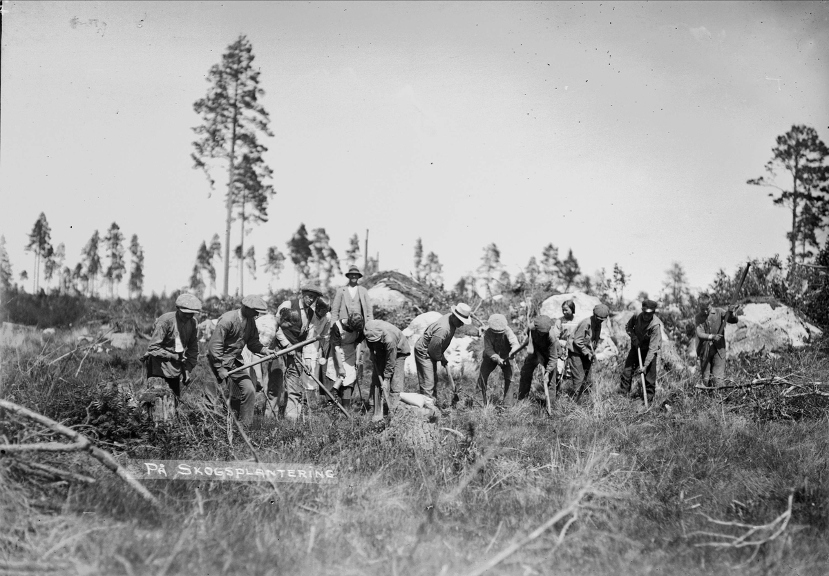 "Skogvaktare Aronsons planteringslag på Kattmossen i Altuna i fullt arbete", Uppland 1924