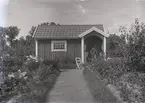 En stuga vid Kalmar södra koloniområde, fotograferad omkring 1930. Kalmar södra koloniförening grundades 1917 och har idag 105 kolonilotter. Området ligger strax söder om länssjukhuset i Kalmar med huvudingång från Stensbergsvägen.