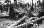 Skog i närheten av Storvik. Stormfällda tallar efter höststormen år 1937.